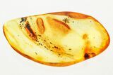 Detailed Fossil Fungus Gnat, Aphid, and Springtails In Baltic Amber #367493-1